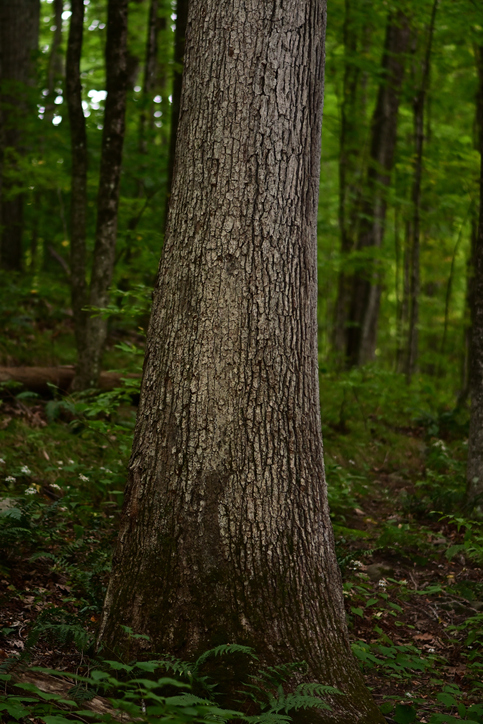 white oak tree