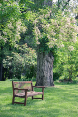 black locust furniture tree