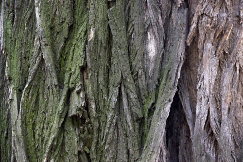 close-up textured bark of acacia tree