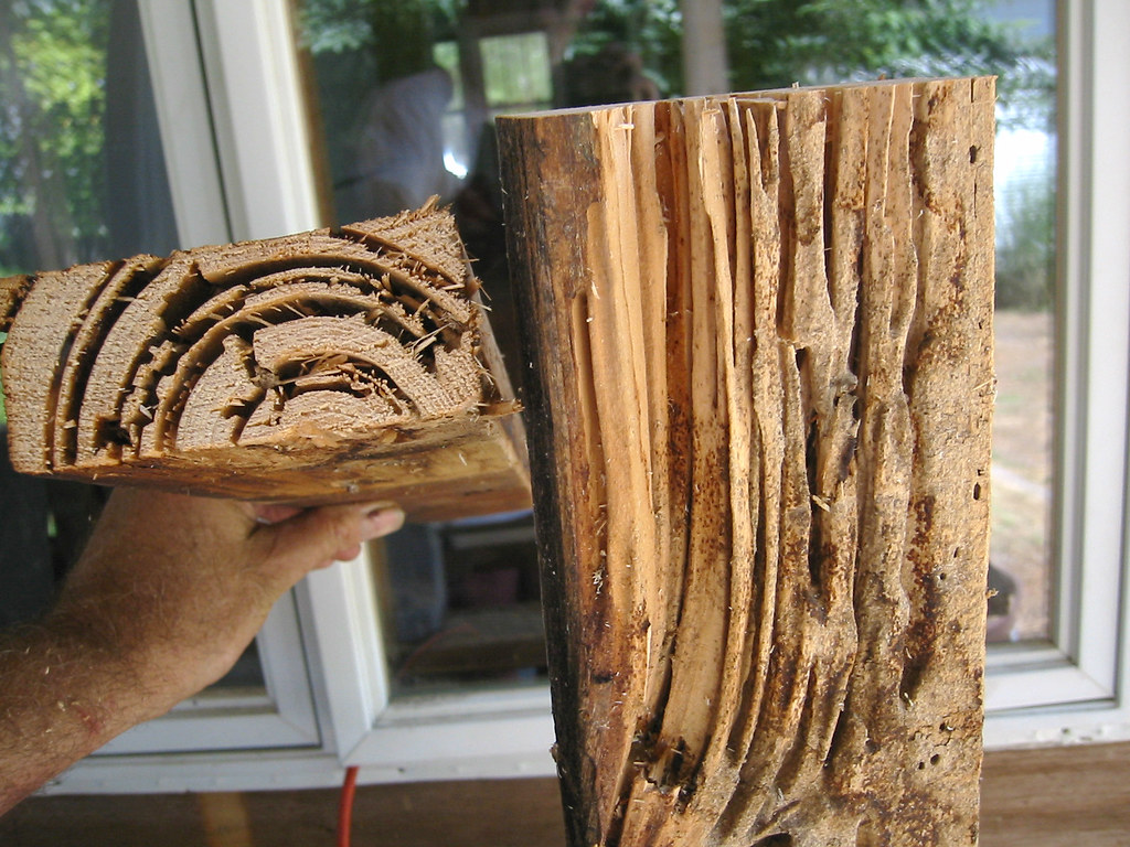 termite damage