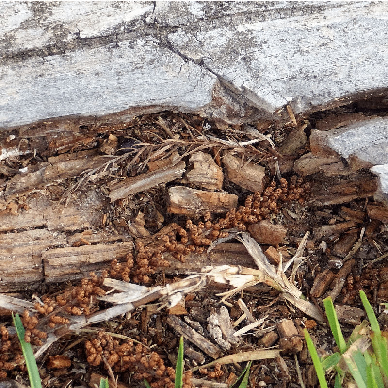 A rotted wooden board from termite damage