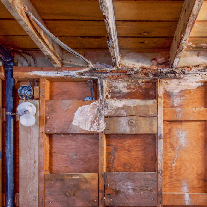 A example of dry rot in a bathroom